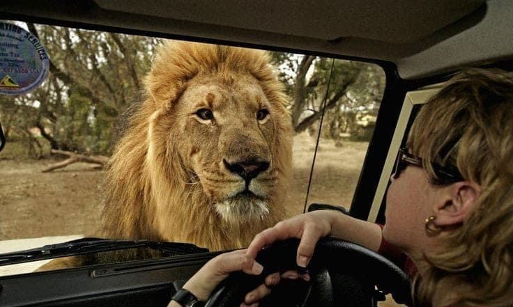 Lion beside a safari vehicle on a Botswana self-drive
