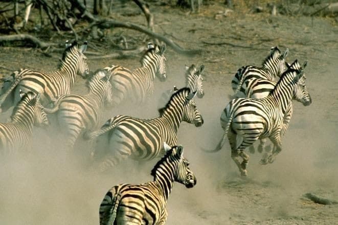 Zebras on the move during the Botswana migration