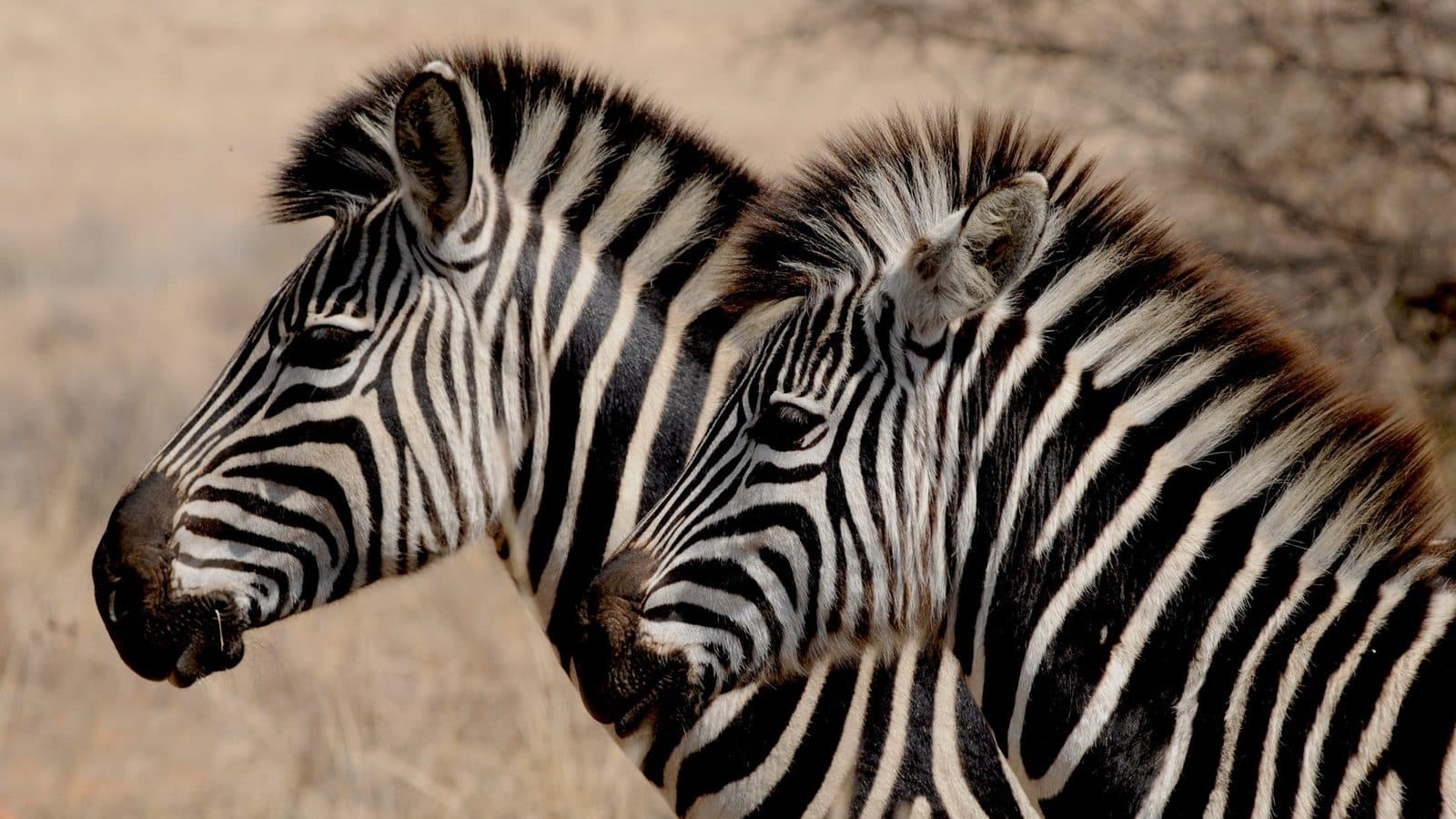 Two zebras close together in the South African bushveld