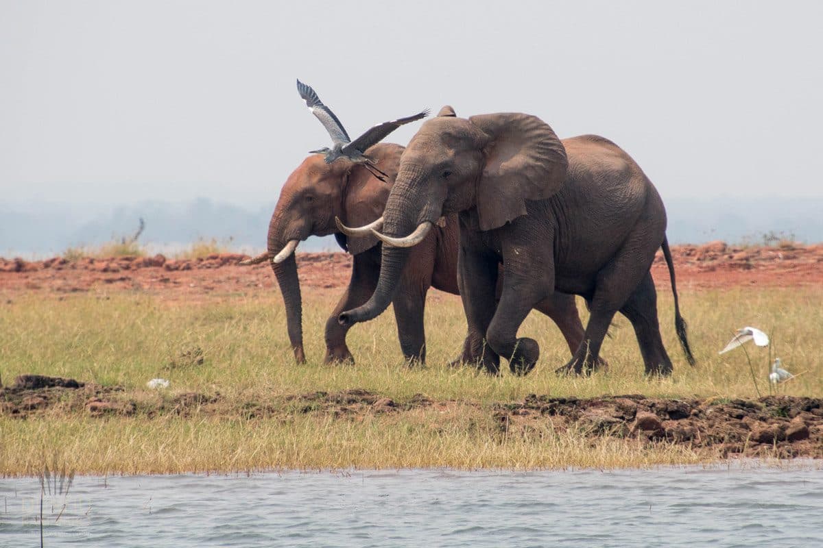 Elephants on the banks of the Zambezi River