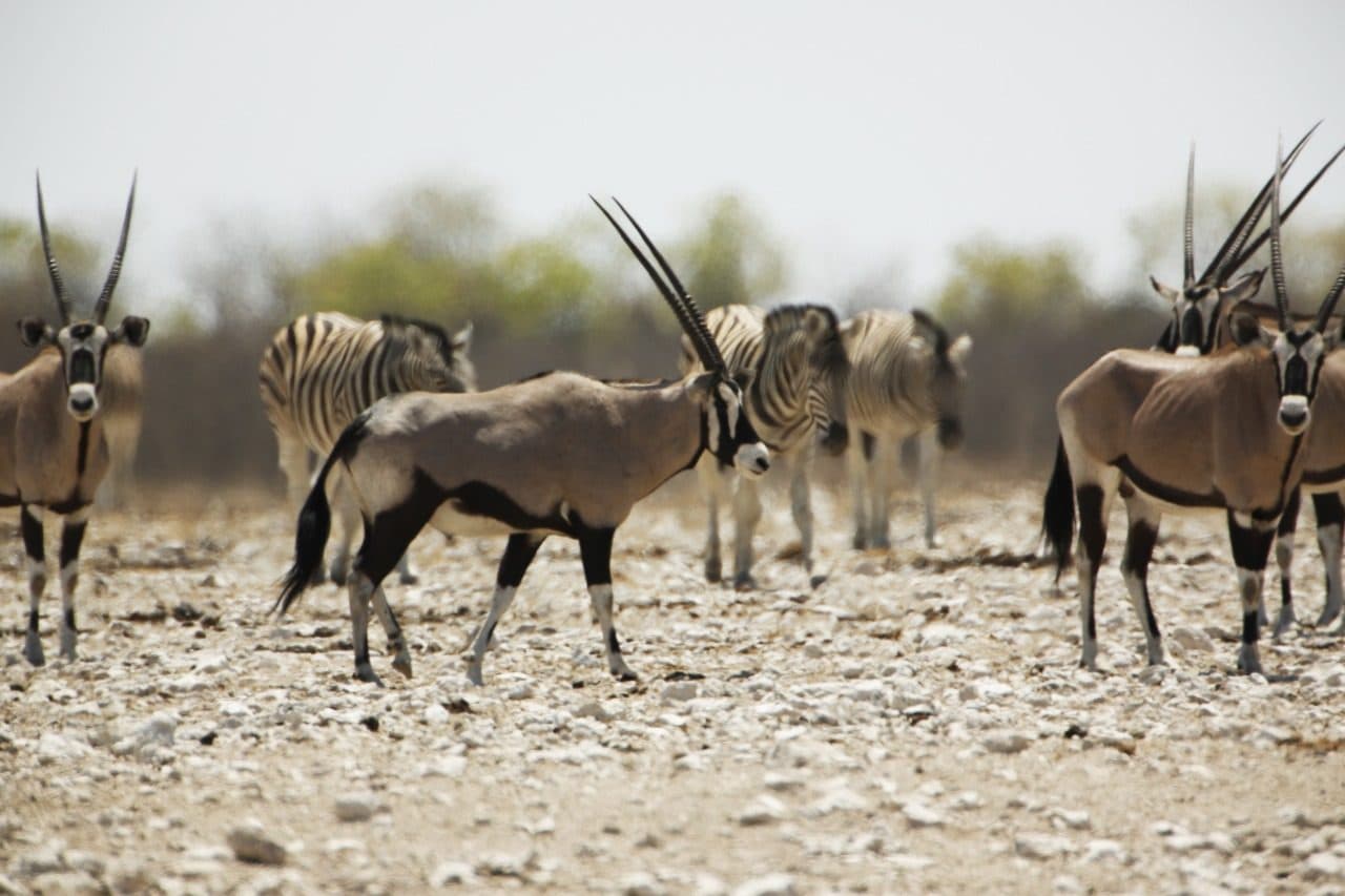 Gemsbok (oryx) on the gravel plains of Namibia