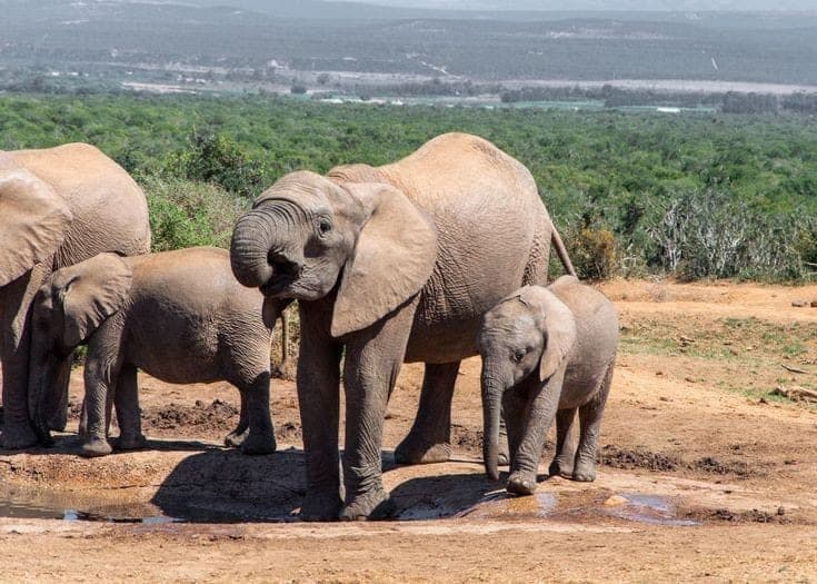 Elephants at Addo Elephant National Park
