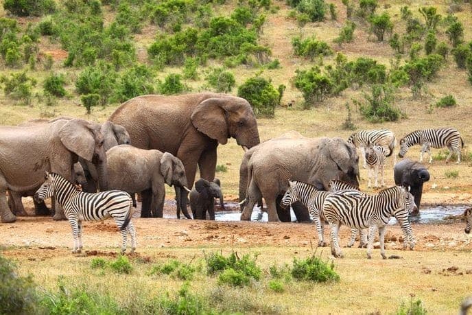 Elephant herd and zebras at Addo Elephant National Park