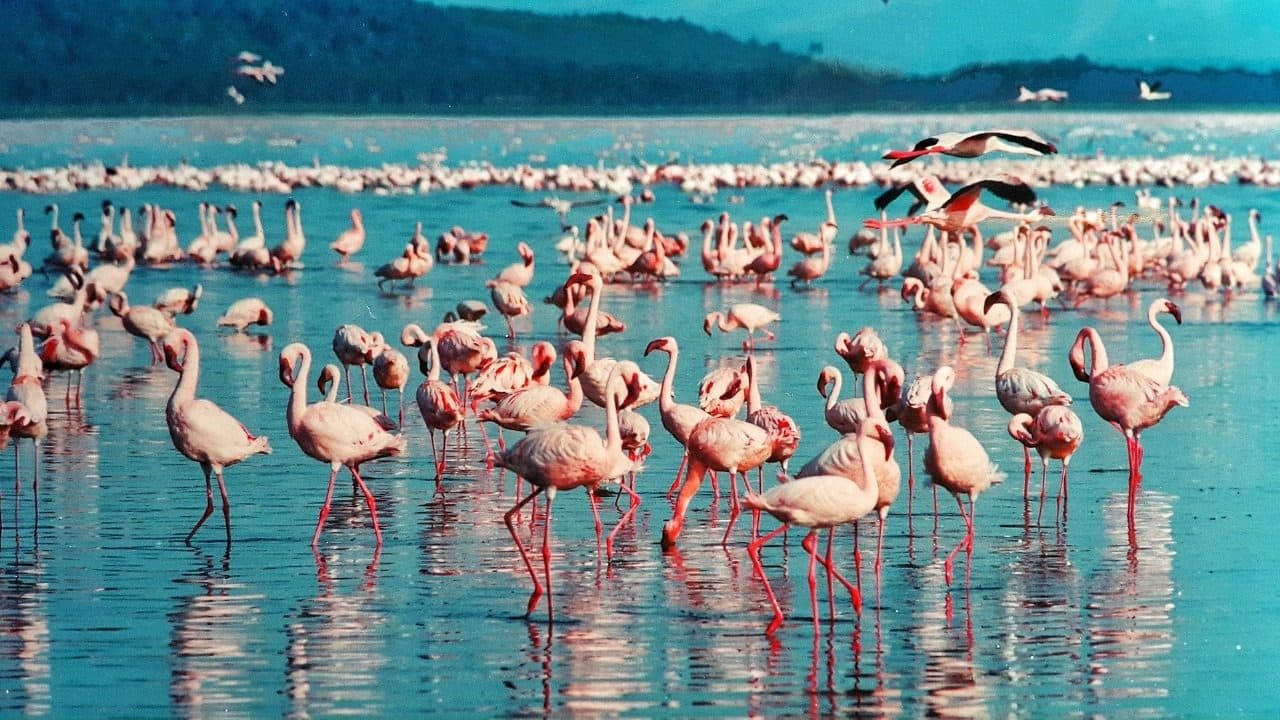 Flamingos massed along the shore of a Kenyan Rift Valley lake