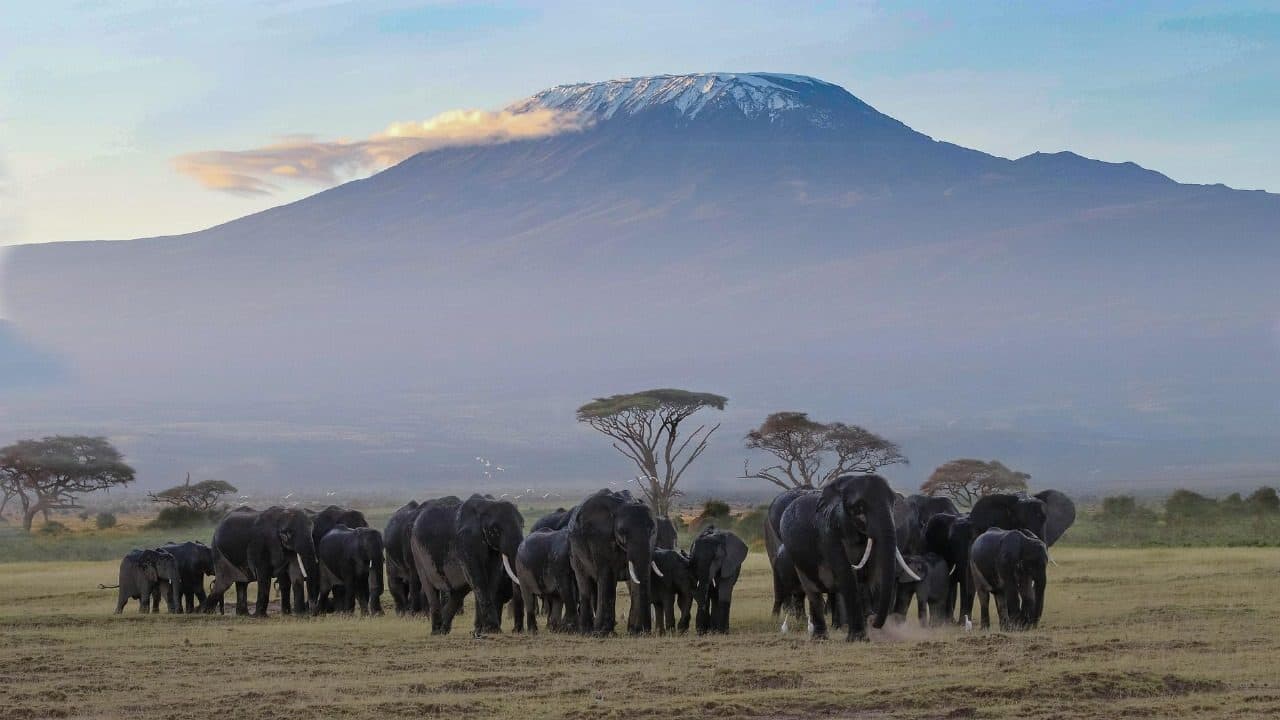 Elephant herd on the plains below Mount Kilimanjaro, Amboseli