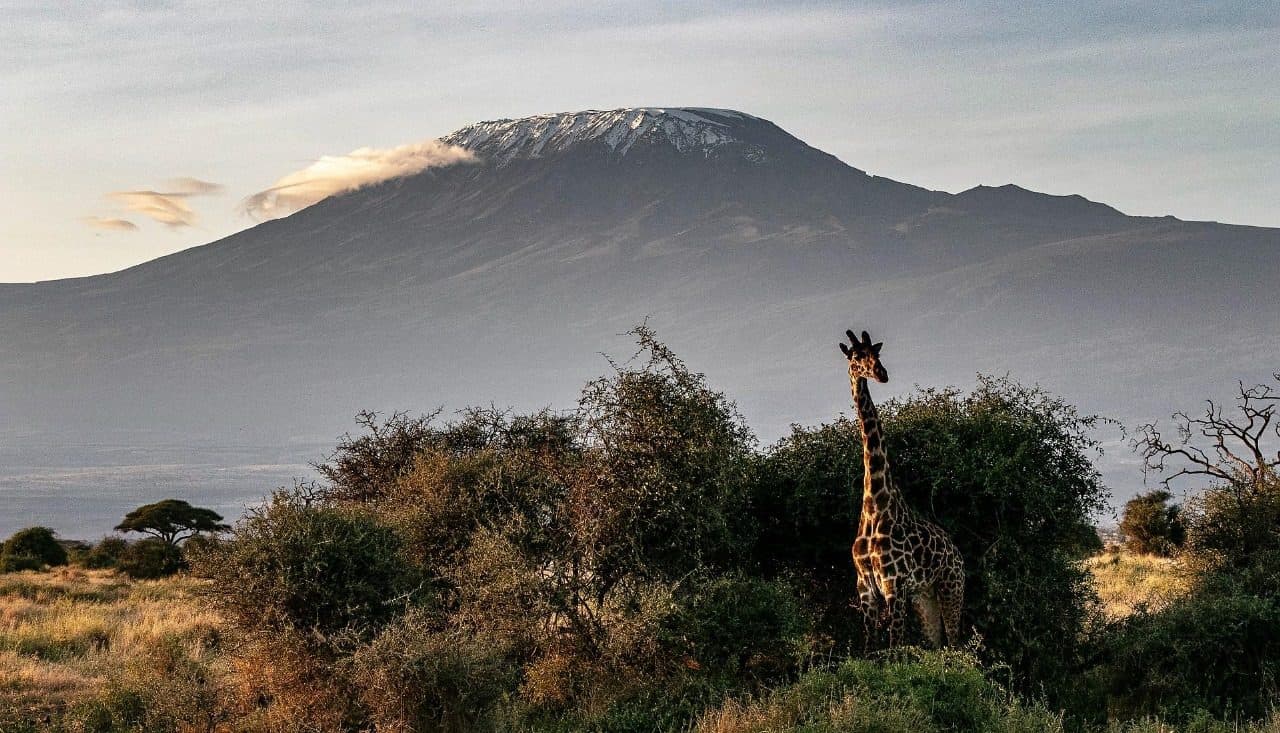 Giraffe beneath Mount Kilimanjaro in southern Kenya