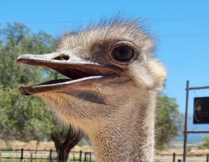 Ostrich close-up, Oudtshoorn in the Klein Karoo