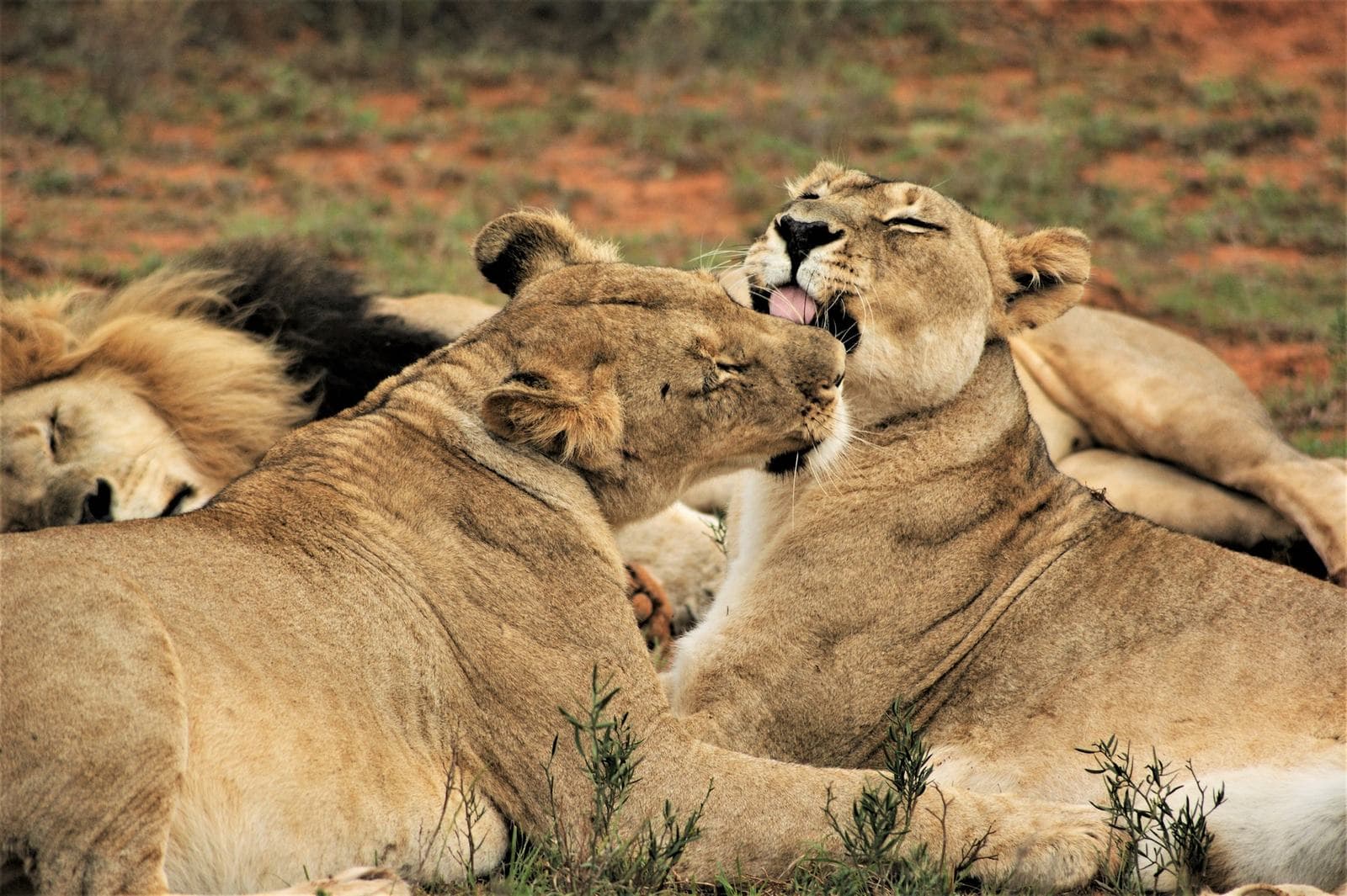 A pride of lions resting in the Kruger
