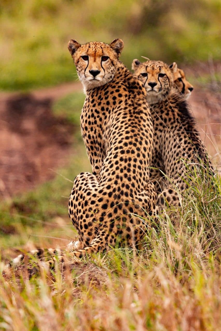 Cheetah on the lookout in the Lowveld