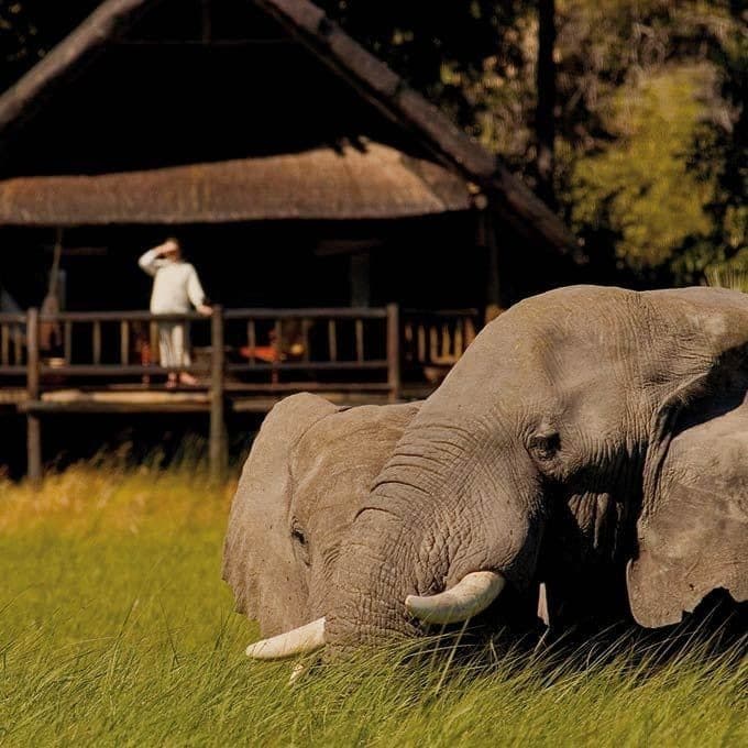 Elephant beside a lodge deck in Moremi Game Reserve