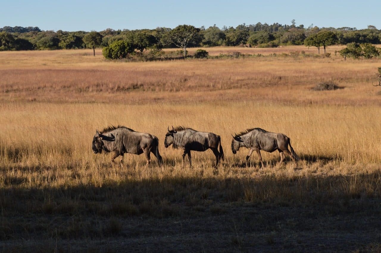 Wildebeest silhouetted against an East African sunset