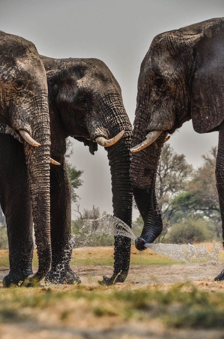 Elephants in Hwange National Park, Zimbabwe