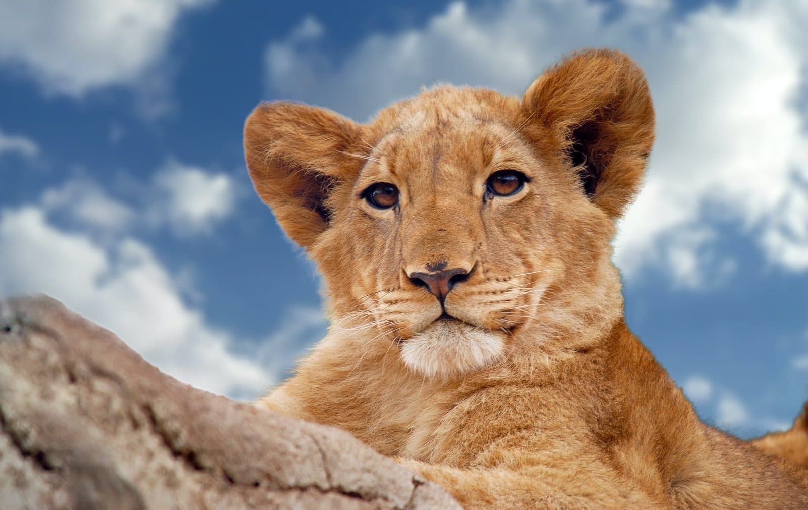 Lion cub resting in the grass