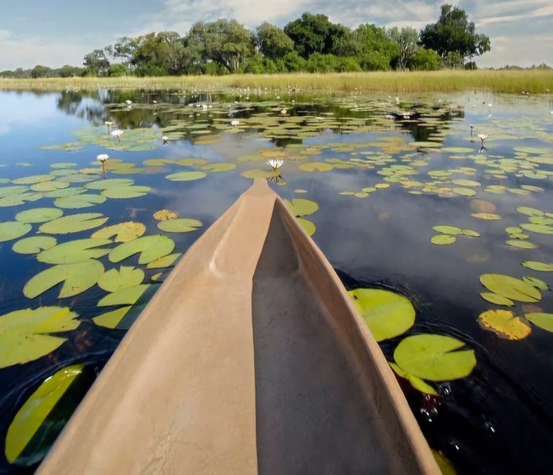 Mokoro gliding through Okavango Delta lilies