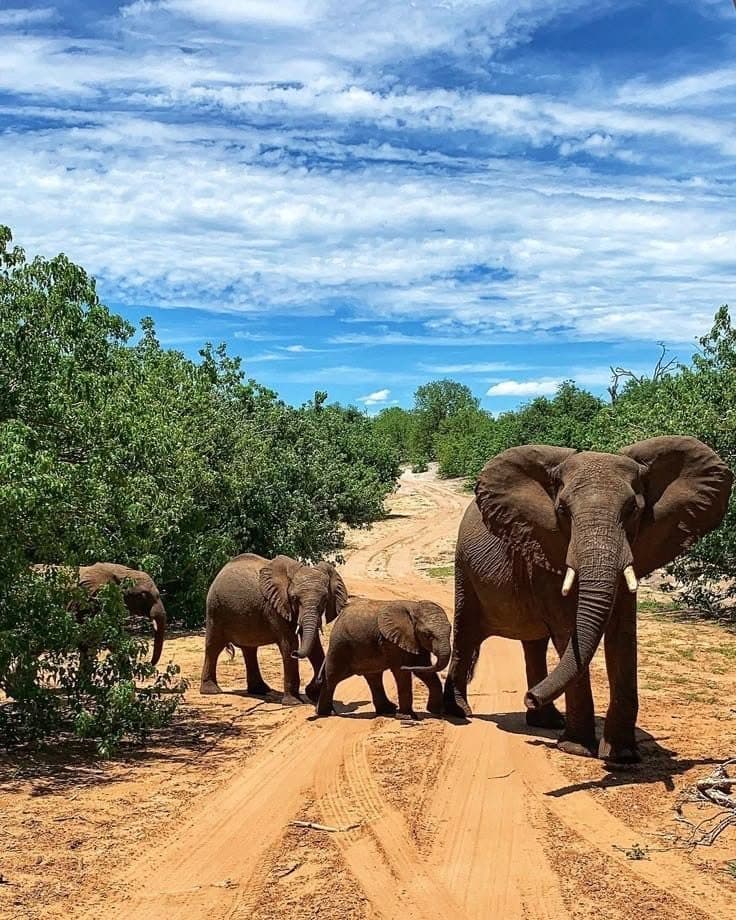 Elephant family on a Chobe road