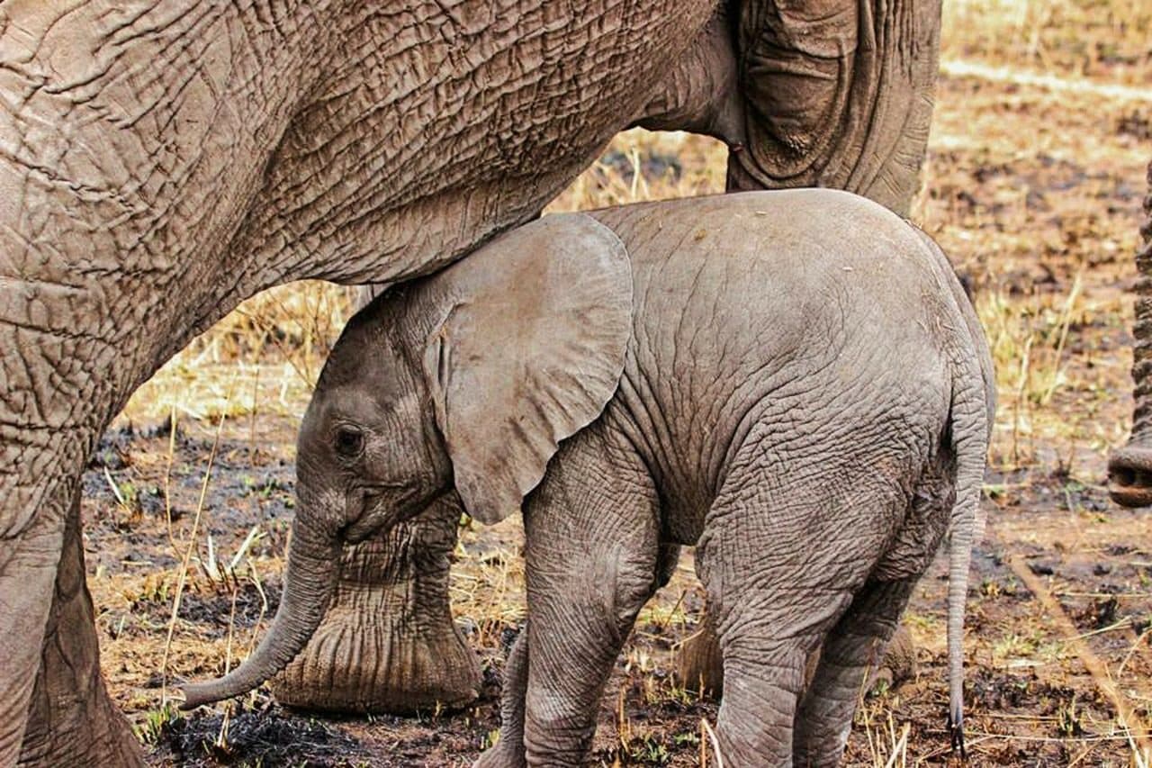 Elephant calf with its mother in the Kruger