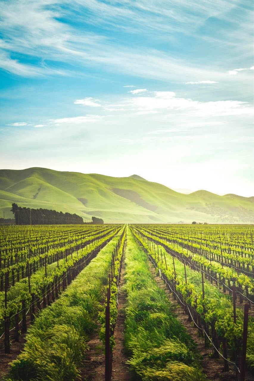 Vineyards in the Cape Winelands
