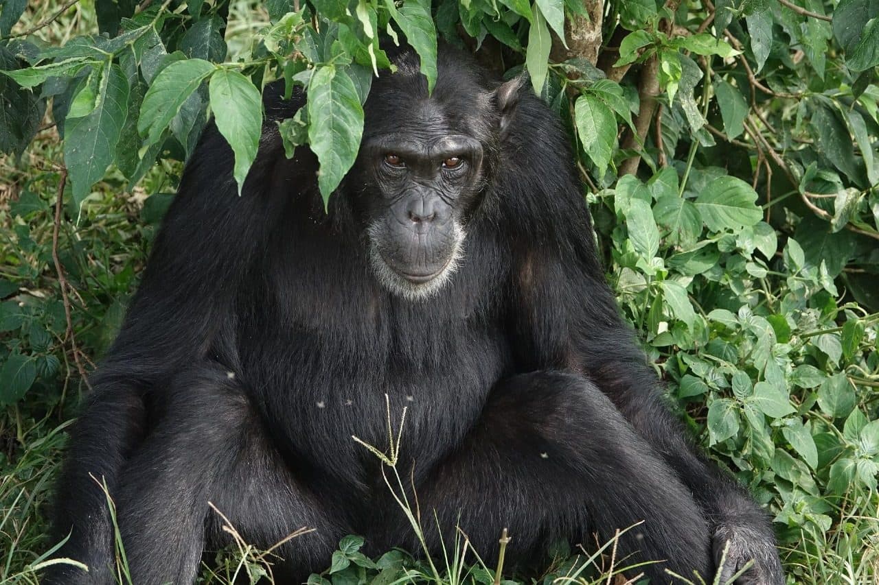 Chimpanzee resting in the forest, Uganda