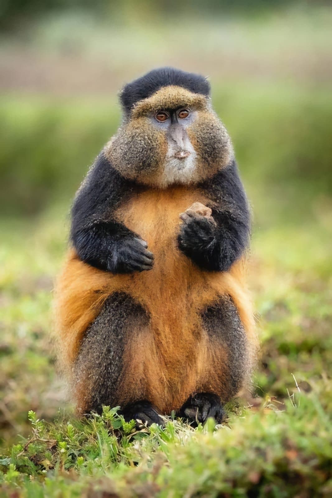 Golden monkey in the bamboo forest of Volcanoes National Park, Rwanda