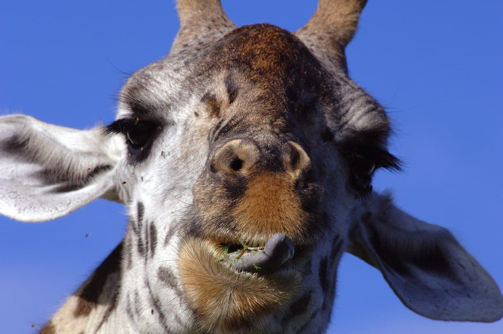 Giraffe close-up in the South African bush